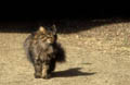 <center>Ce chat persan traverse la cour de la ferme<br> sans même un regard pour le photographe ! chat persan 